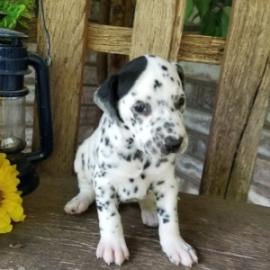 Dalmatian Puppy for sale