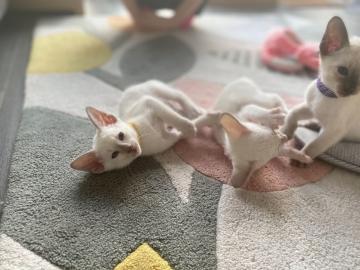 Siamkatzen von h?chster Qualit?t