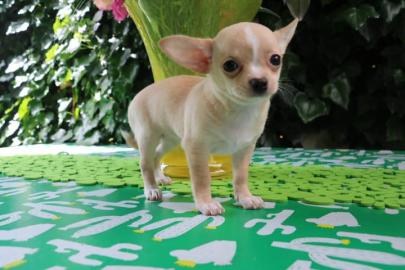 Chihuahua Welpen zur Verf�gung