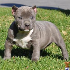 s��e amerikanische pitbull Welpen f�r Ge