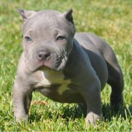 s��e amerikanische pitbull Welpen f�r Ge