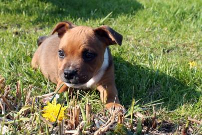American Staffordshire Terrier Blueline