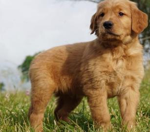 Golden Retriever puppies