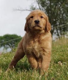 Golden Retriever puppies