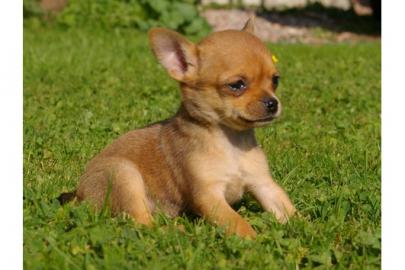 Chihuahua Welpen Weibchen und H�ndin