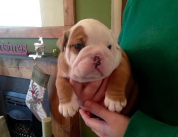Adorable English bulldog for Rehoming