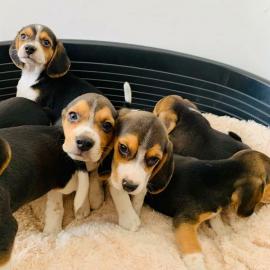 Kerry Beagle Welpen zu verkaufen!