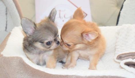 Mini Toy Chihuahua Welpen Langhaar  Zum