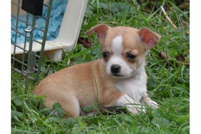 Wunderschne typvolle Chihuahua Welpen m