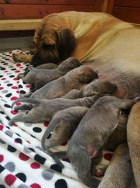 Fila Brasileiro