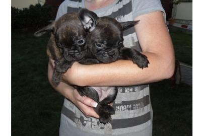 Franz. Bulldoggen Welpe Blau Schecke