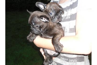 Franz. Bulldoggen Welpe Blau Schecke