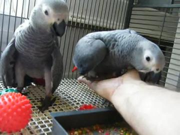 kongo graupapageien babys