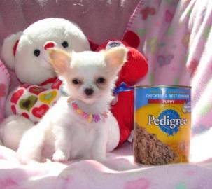 Chihuahua Babys mini fur 165 euro