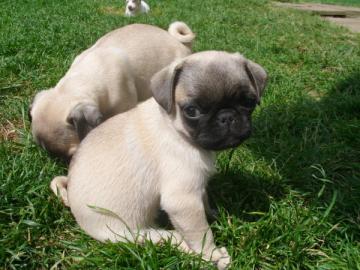 2 Mini Mops Welpen