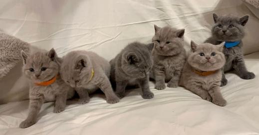 S��e BKH-WHATSAPP: +4915213140266