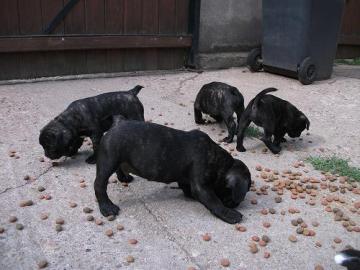 Franz�sische Bulldogge Welpe mit Papiere