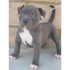 American Pitbull-Welpen (Blueline)