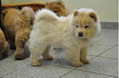 chow chow welpen