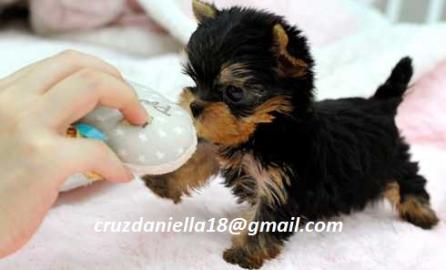 Yorkshire-Terrierwelpen zur Adoption ver