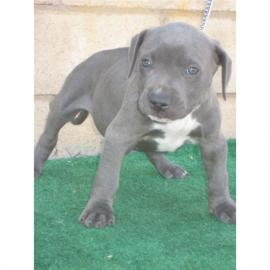 Liebevolles American Blue-Line Pit Bull