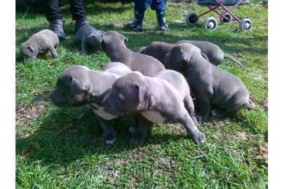 American staffordschire terrier welpen