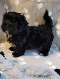 Top Qualit?t Bolonka Zwetna Welpen