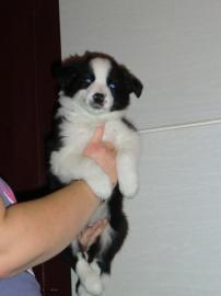 Border Collie Welpen