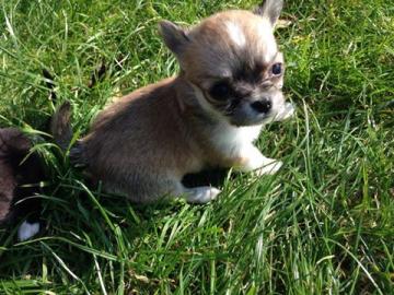 Chihuahua Welpen Gechipt und Geimpft