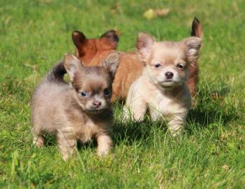 Chihuahua Welpen Gechipt und Geimpft