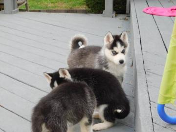 Perfekt Siberian Husky mit SHC/VDH Papie