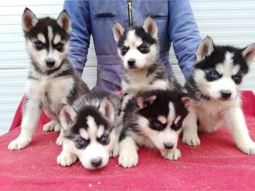 Siberian Husky Whatsapp +4915214389093