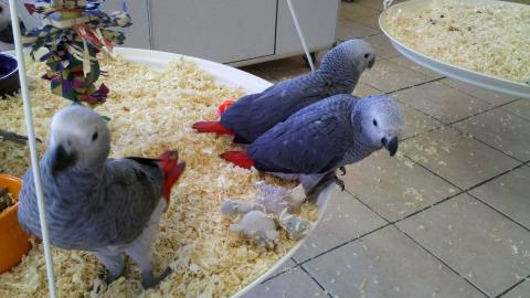 Lebende V�gel, Live-Papageien und frucht