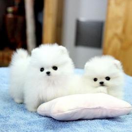 Akc pomeranian Welpen