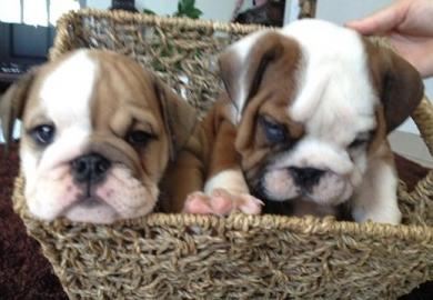 Englische Bulldogge Welpen