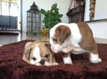 Englische Bulldogge Welpen