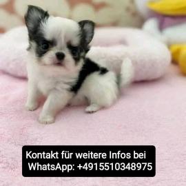 s��e MINI chihuahua welpen mit Papieren