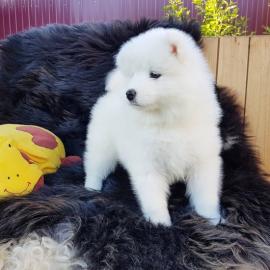 Wundersch�ne Samoyedo-Welpen (Geschenke)
