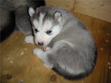 100% gechippt Siberian Husky