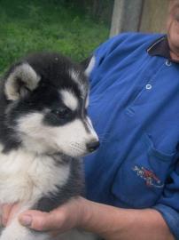 100% gechippt Siberian Husky