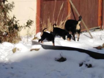 Appenzeller Sennenhund Welpen mit Papier