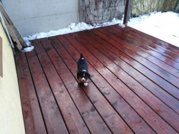 Appenzeller Sennenhund Welpen mit Papier