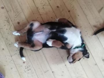 Appenzeller Sennenhund Welpen mit Papier