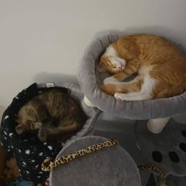 Maine Coon Babys Kitten mit Papieren zu