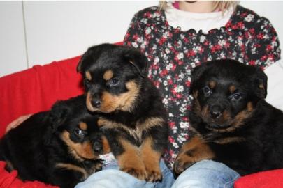 Rottweiler, Rottweilerwelpe, ROTTWEILER-