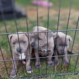 wundersch�ne Staffordshire Terrier Welpe