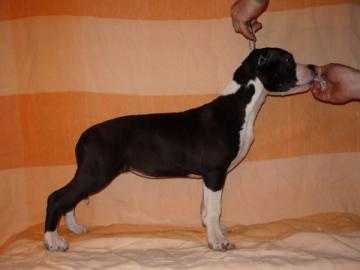 American Staffordshire Terrier Welpen zu