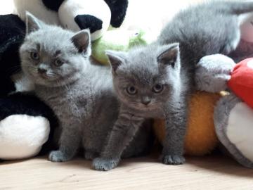 BSH-K�tzchen geboren am 10.  M�rz 2019