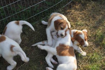 Irish Red and White Setter WELPEN
