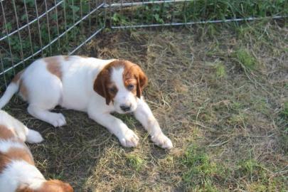 Irish Red and White Setter WELPEN